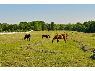 Property photo 72 - LAND AUCTION - 604+/- ACRES OFFERED IN 24 TRACTS IN MORGAN COUNTY, INDIANA